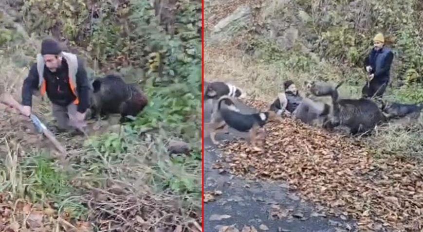 Trabzon’da domuz dehşeti Arkadaşı hayatını kurtardı