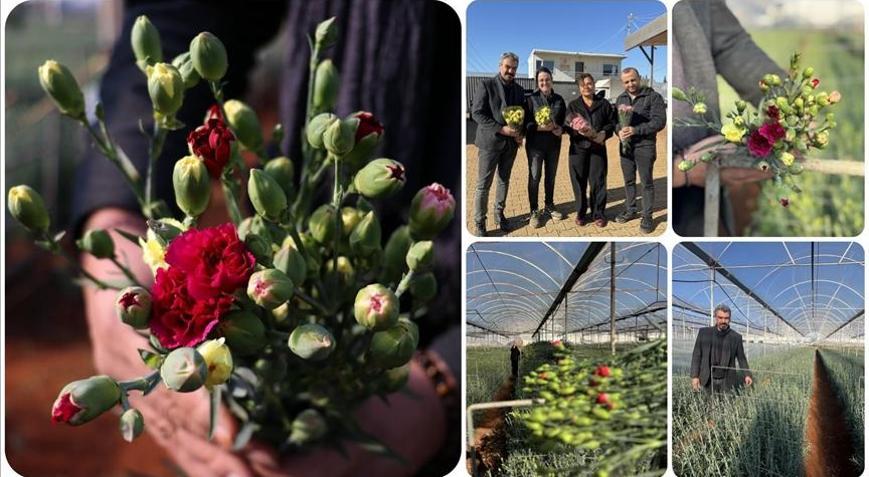 Türkiyenin 4 yerli karanfil çeşidi 37 ülkeye ihraç ediliyor