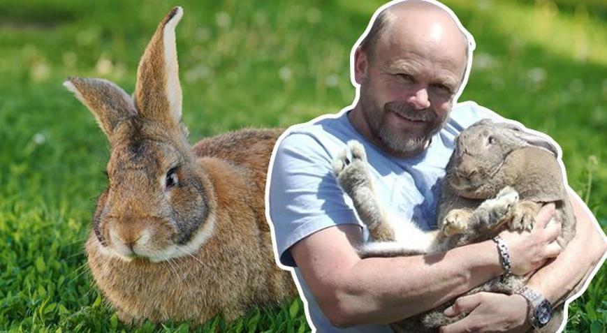 Dev tavşan Dory şeker komasına giren sahibinin hayatını nasıl kurtardı