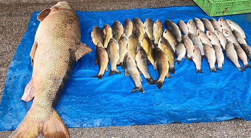 Elazığda oltaya takıldı: 40 yıldır bu işi yapıyorum böyle güzel balık görmedim