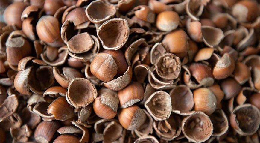 Fındık kabuğu aktif karbona dönüşerek birçok sektöre ham madde olacak