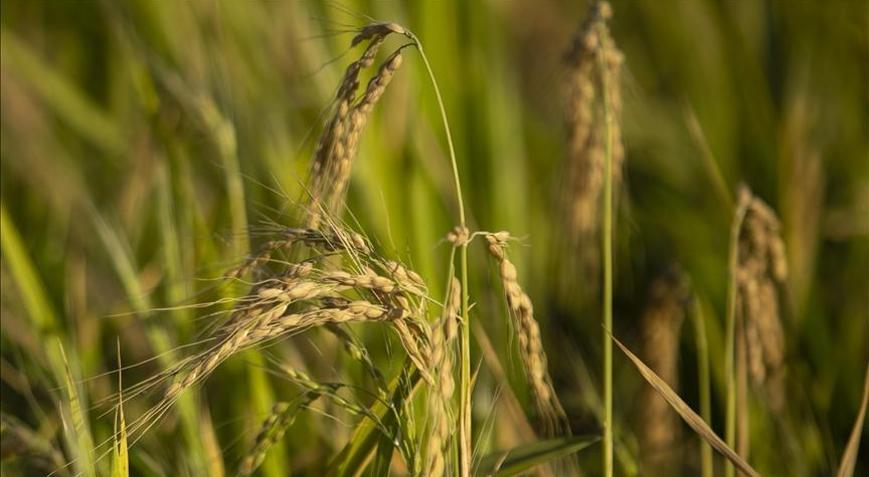 TMO, çeltik alım fiyatlarını açıkladı