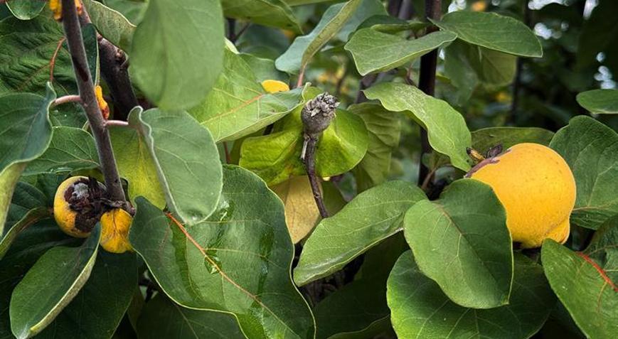 Zirai dondan etkilenen üreticilere 54 milyon TL destek yapıldı
