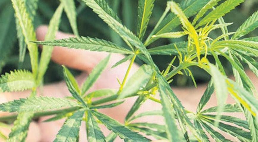 Kenevir 21 ilde üretilebilecek