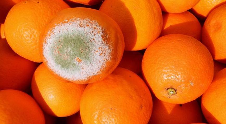 Portakalın çürümesini önleyen yöntem Günlerce taş gibi kalıyor