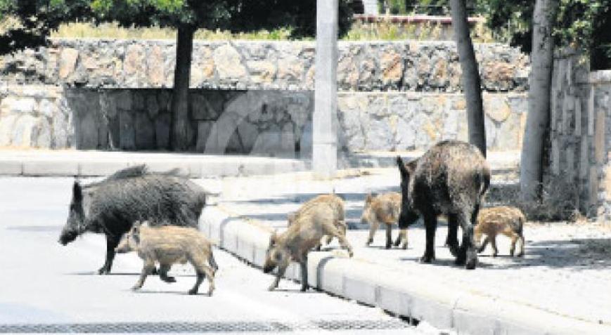 2025’te sahipsiz hayvanların 275 bini kısırlaştırıldı