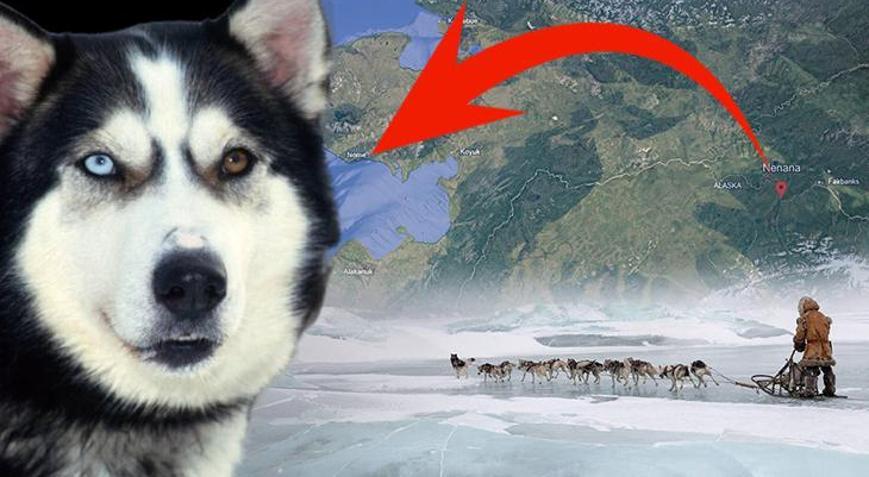 Yüzlerce insanı bir köpek kurtardı Eksi 30 derecede bin kilometrelik ölüm koşusu