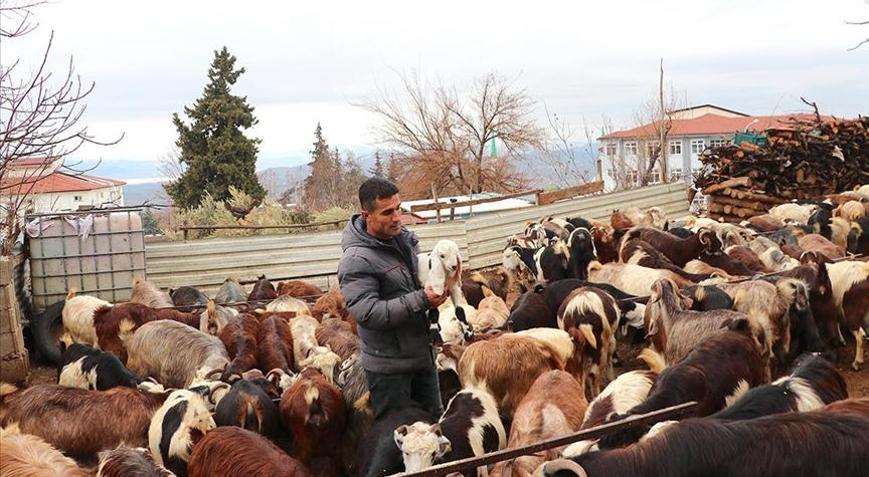 Depremzede besici, devlet desteğiyle hayvan sayısını artırdı