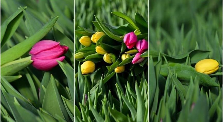 Antalyada suda yetiştirilen laleler iç piyasada yoğun talep görüyor