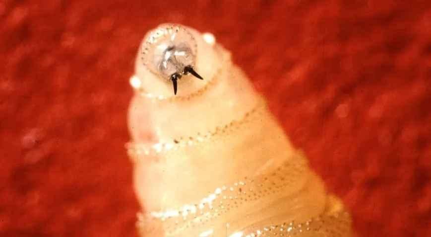 Et yiyen parazit Tek seferde 300 yumurta bırakıyor: Vücuda girdiği anda...