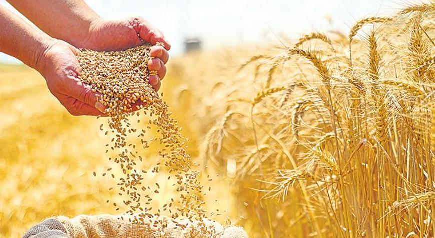 ‘İsrail’den tek bir tohum almıyoruz’