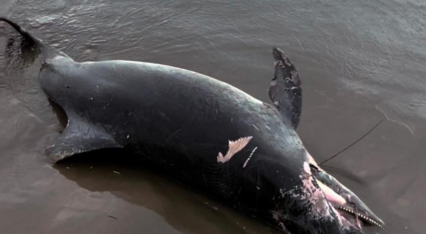 Adana Karataş’ta sahile ölü yunus vurdu: Fırtına sonrası kıyıda bulundu