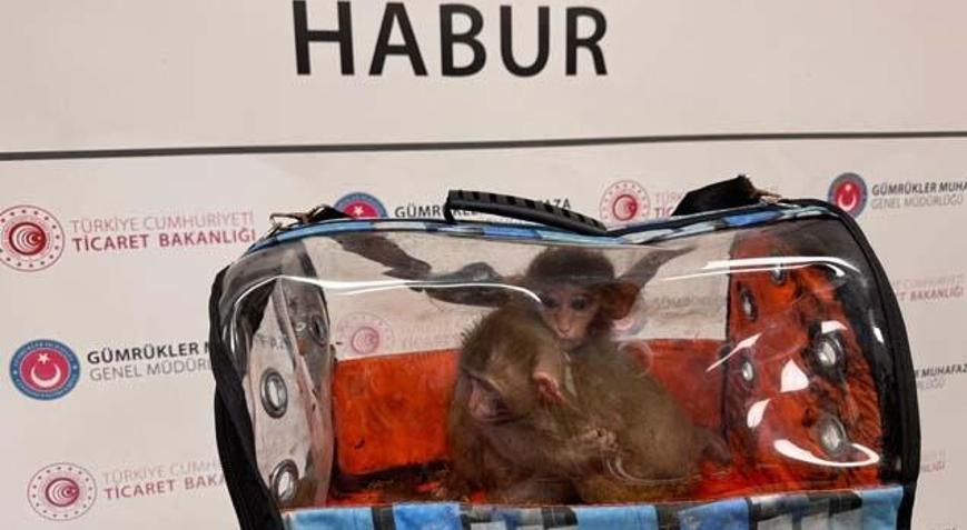 Sınırda 85 bin canlı yakalandı Gümrük operasyonlarında maymundan gökdoğana kadar binlerce hayvana el konuldu