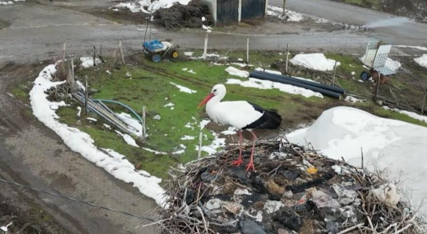 Bitlis’te göçü unutan leylek Sıfırın altındaki soğuğa rağmen 3 yıldır yuvasını terk etmiyor