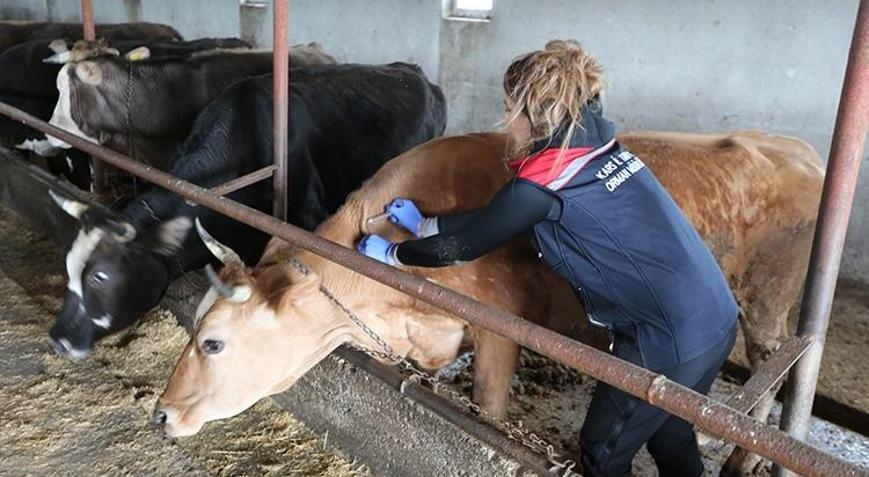 Hayvan sağlığı uluslararası işbirlikleriyle korunacak