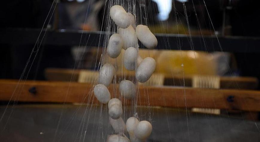 İpekböcekçiliği sektörü koza üretiminde çıtayı yükseltti