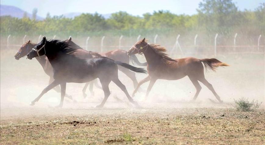 TİGEM, Değeri 100 milyon lira olan yarış atları kayıp iddiasını yalanladı