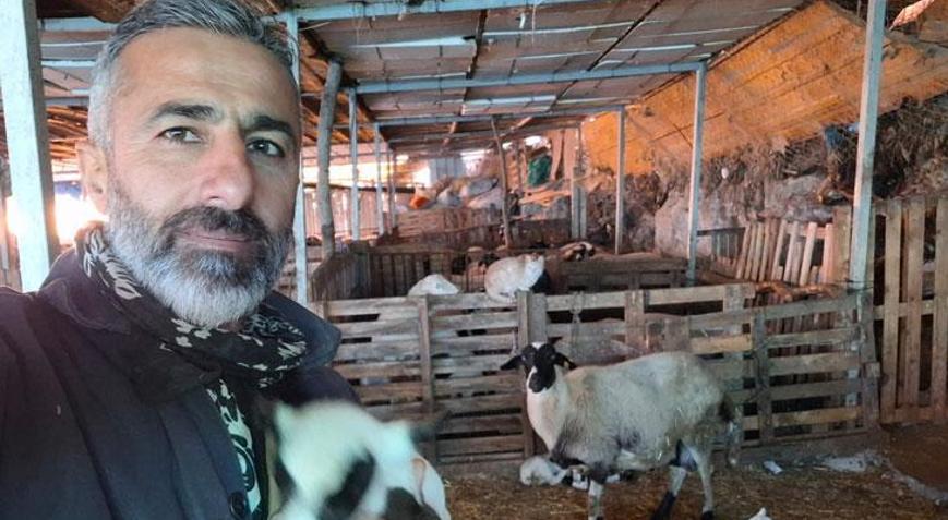 Hobi olarak 4 koyunla başladı 600 hayvan sayısına ulaştı