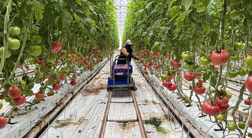 Güneş enerjisi santraliyle desteklenen serada üretimin artırılması hedefleniyor
