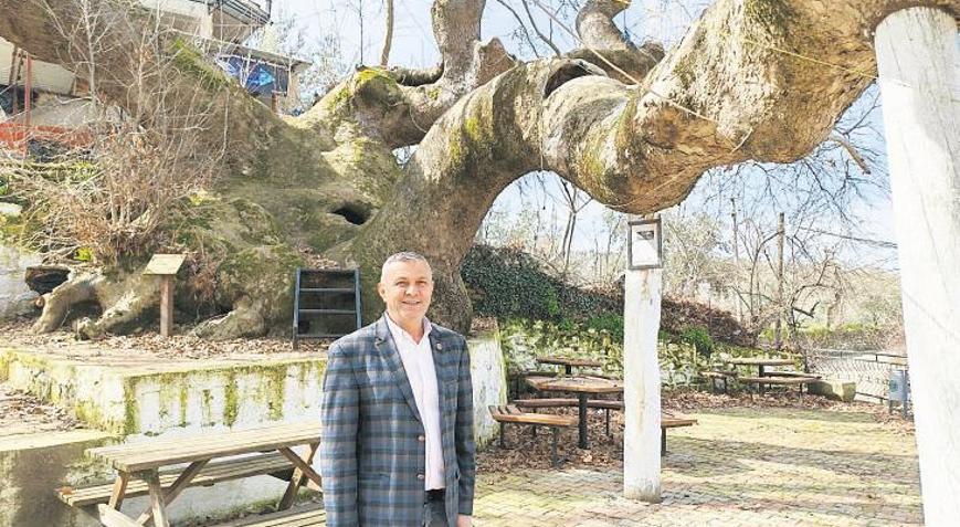 Anıt çınar hayran bırakıyor
