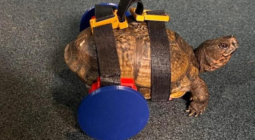 Bacaklarını kaybeden kaplumbağaya 3D yazıcıyla çözüm