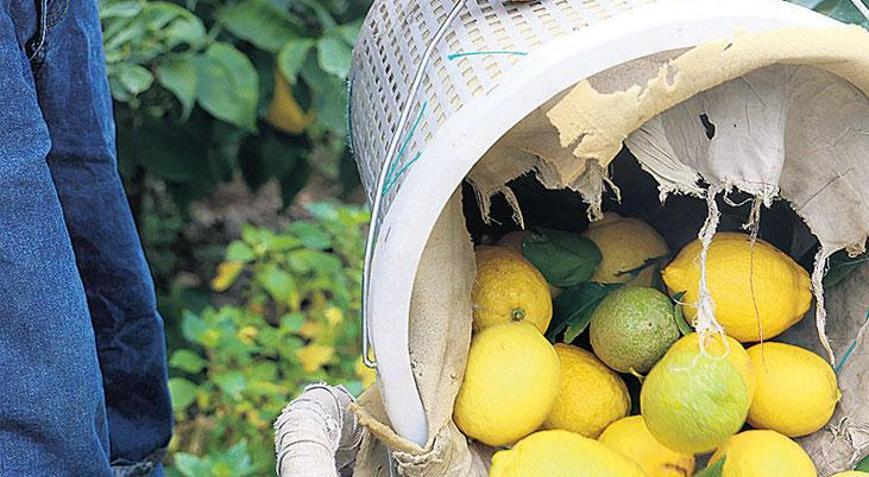 Limon fiyatı ithalata kapı açtı