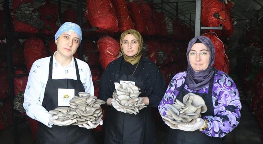 Girişimci kadınlar yılda 60 ton istiridye mantarı üretiyor