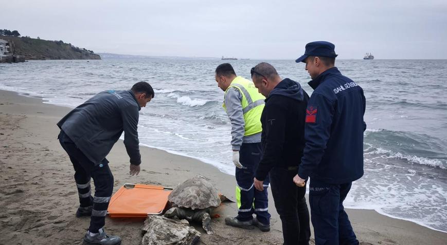 Tekirdağda ölü caretta caretta kıyıya vurdu
