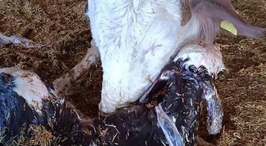 Kayseri’de yeni doğan buzağı ile annenin kavuşması kamerada