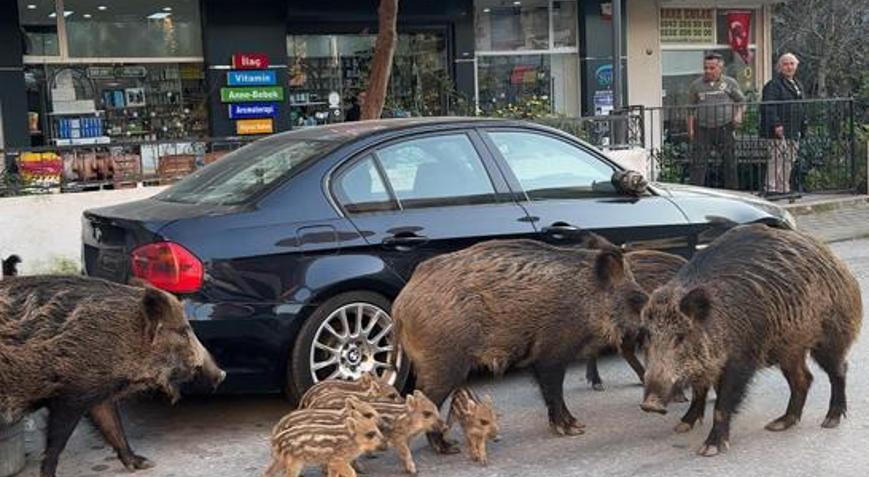 İzmir’de şaşırtan manzara: Domuzlar kedilerle yan yana Vatandaşlar tedirgin