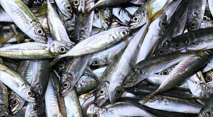 Rizede istavritin kilogramı 200 liradan satılıyor