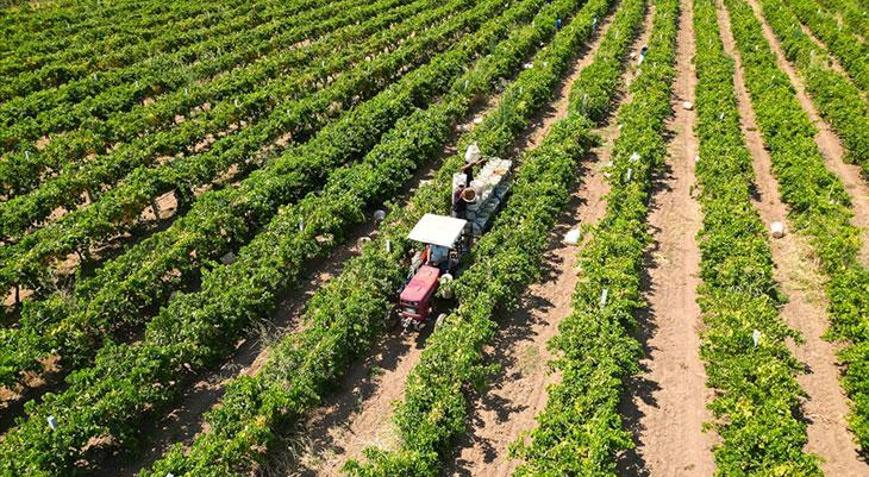 Çiftçilere yaklaşık 17,4 milyar lira tarımsal destekleme ödemesi bugün yapılacak
