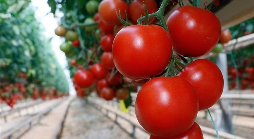Türkiyeden yılın ilk çeyreğinde 180 milyon dolarlık domates ihracatı