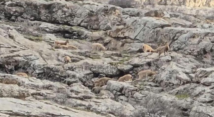 Yer: Hakkari Doğanın sessiz misafirleri ortaya çıktı: Sürü halinde...