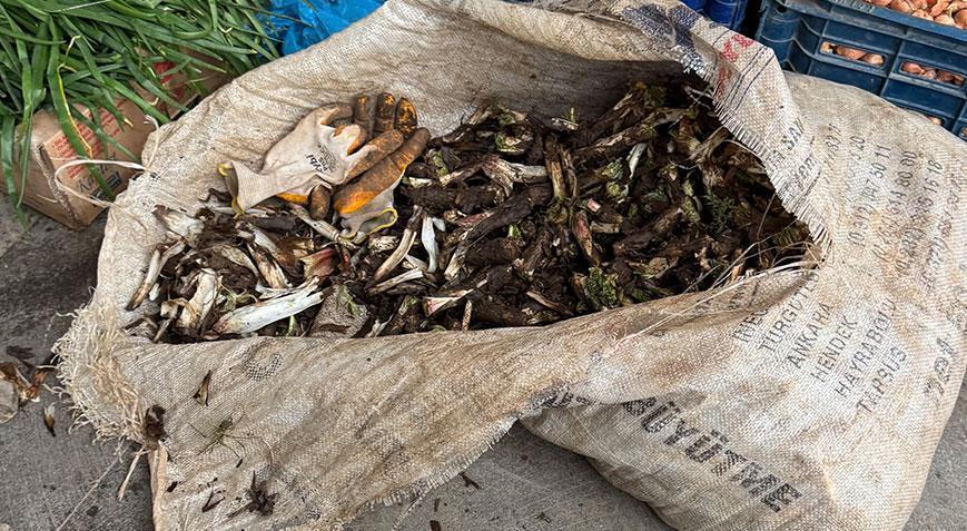 Doğada kendiliğinden yetişiyor Kilosu 250 liradan satılıyor