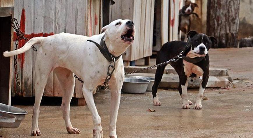 Köpek ısırdı, hayatı değişti Mahkemeden rekor tazminat
