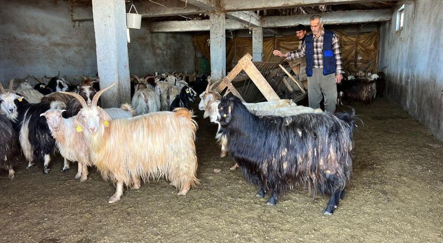 Yüksekovada kar besicileri zorluyor; hayvanlar meraya çıkamadı