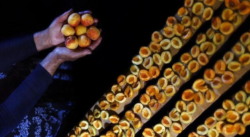 Malatyadan 66 milyon dolarlık kuru kayısı ihracatı