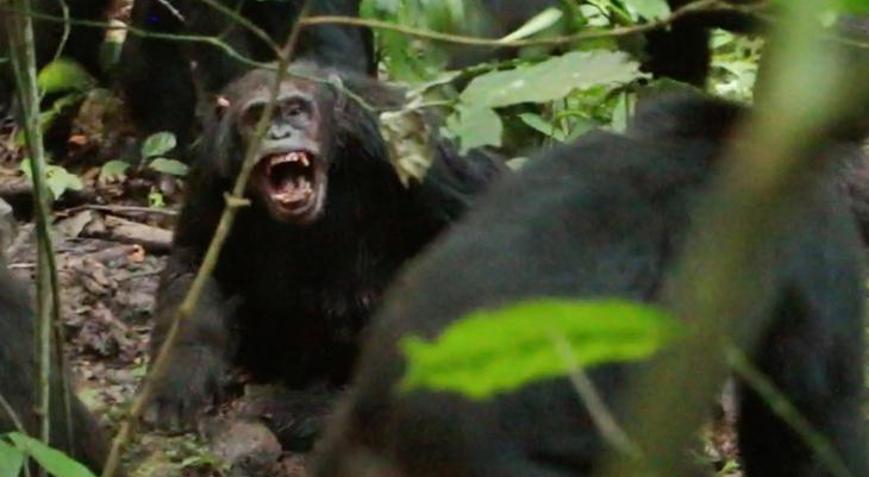 First recorded civil war among wild chimpanzees unfolds in Uganda