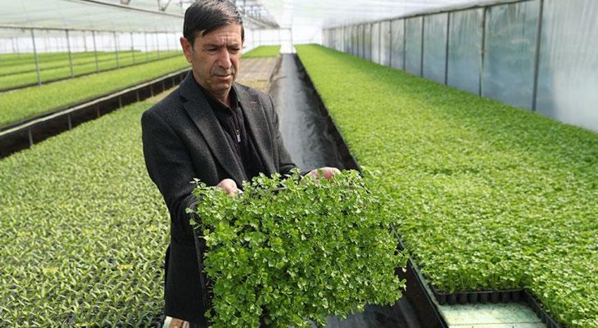 Arkadaş tavsiyesiyle sebze fidesi üretmeye başladı: Yıllık 4 milyon adet satıyor
