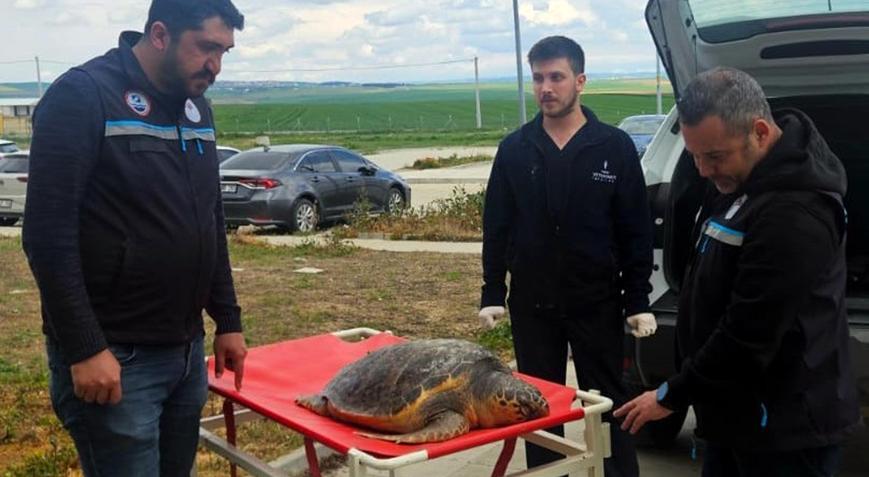 Tekirdağda balıkçıların ağına ölü caretta takıldı