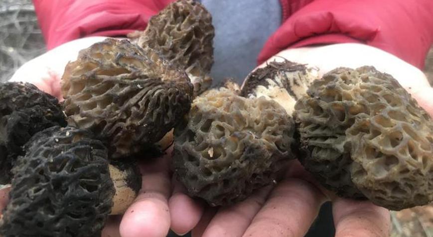 Nadir bulunuyor Dağlardan toplayıp kilosunu 1.500 TLden satıyorlar