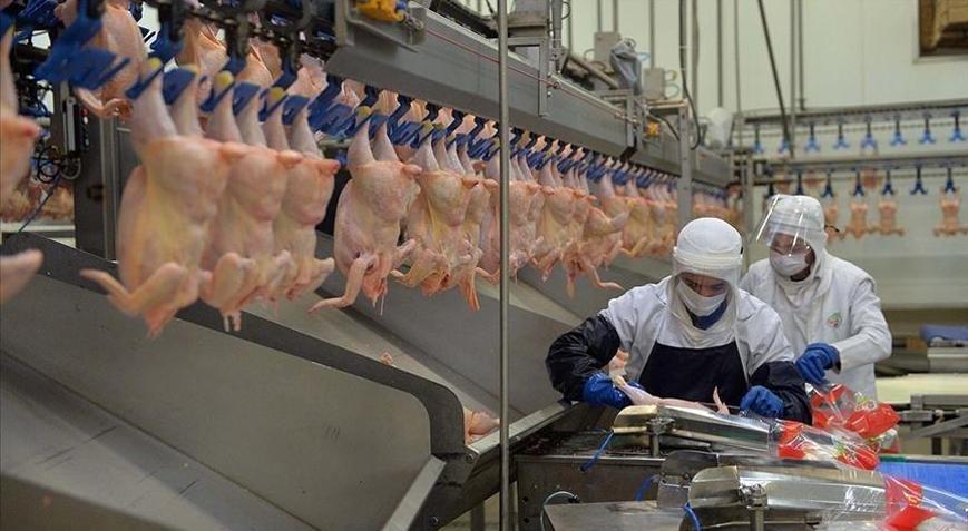 Tavuk eti üretimi şubatta arttı