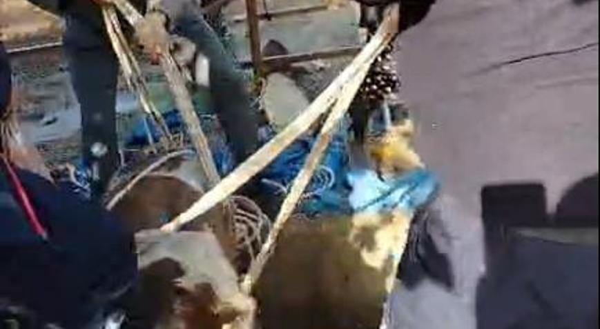 Hatayda kuyuya düşen buzağı kurtarıldı