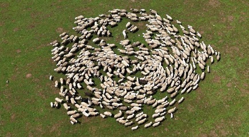 Genç besicilere büyük destek: 100 küçükbaş hayvan temin edilecek