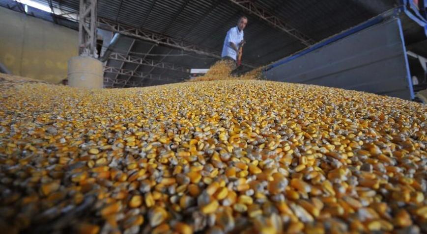 Mısır ithalatında tarife kontenjanı açıldı