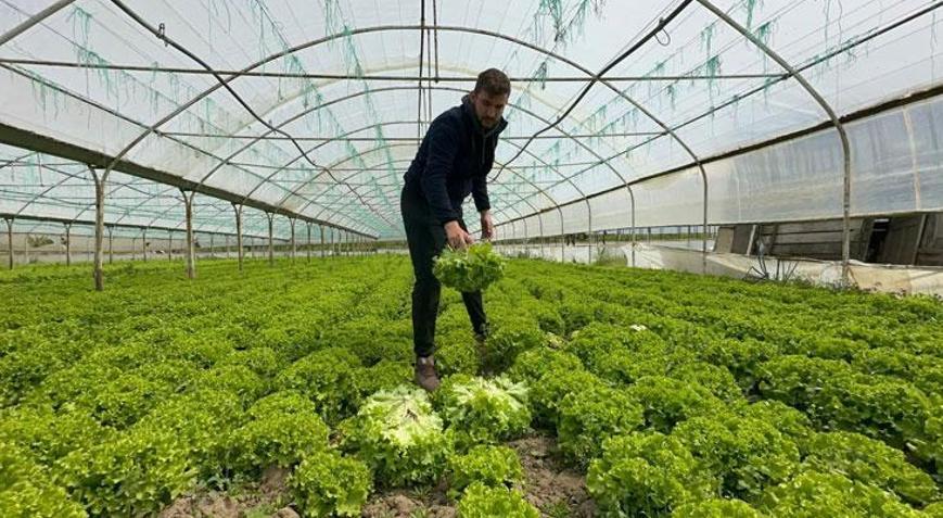 35 liraya tarladan satılan marul yüzleri güldürdü