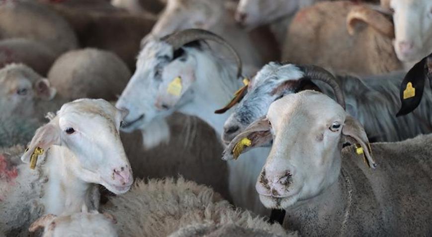 Vekaletle kurban kesim bedeli belli oldu