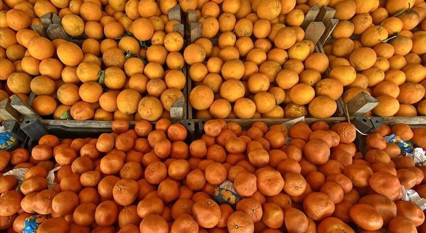 Turunçgil ihracatı 697,7 milyon dolara ulaştı