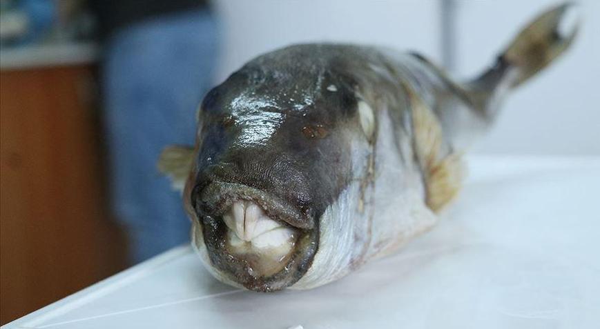 6 yılda 665 bin balon balığı yakalandı